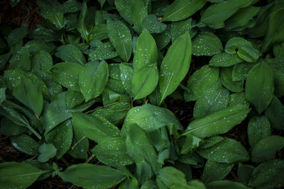 Full frame shot of raindrops on leaves
