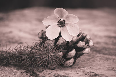 Close-up of flowering plant on land