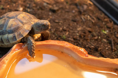 Close-up of turtle