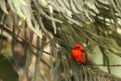 Close-up of bird perching on plant