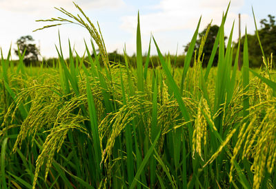 Close-up of stalks in field