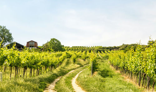 Scenic view of agricultural field against sky