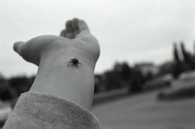 Cropped hand with insect against sky