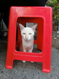 Cat sitting on chair