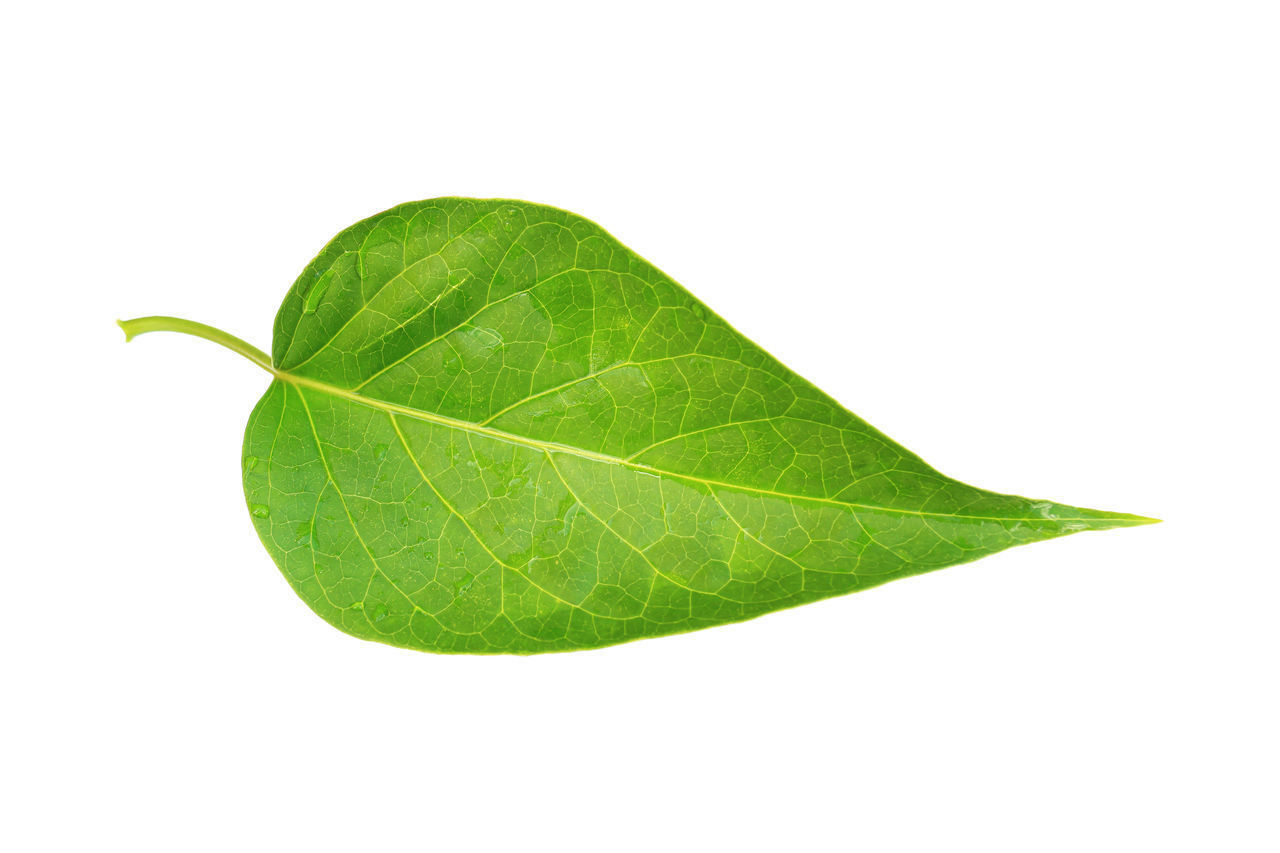 CLOSE-UP OF LEAF OVER WHITE BACKGROUND