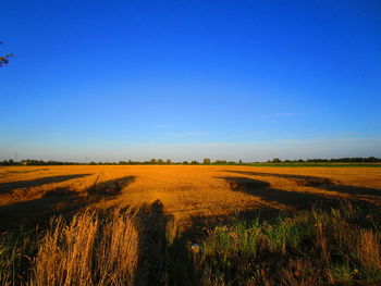 Scenic view of agricultural field against clear blue sky