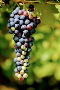 Close-up of grapes growing in vineyard