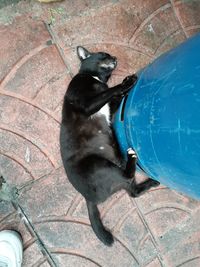 High angle view of cat sitting by water