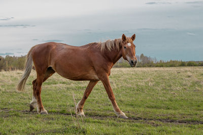 A brown beautiful horse goes through the pasture, turns his muzzle and looks at the camera.