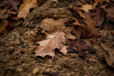 High angle view of maple leaves on wet land