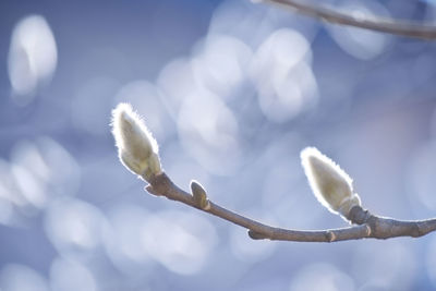 Low angle view of white flowers on branch