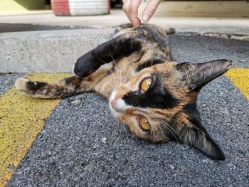 Close-up of hand holding cat in city