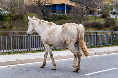 Old and dirty horse crossing a highway. concept road safety and old age