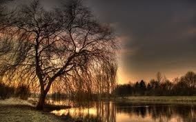 Reflection of bare trees in lake