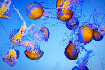 Close-up of jellyfish in water