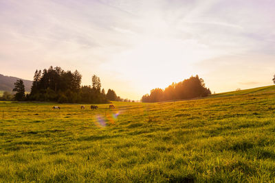 Scenic view of field against sky during sunset