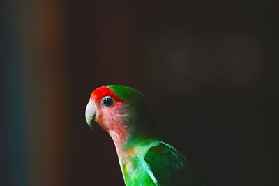 Close-up of a parrot