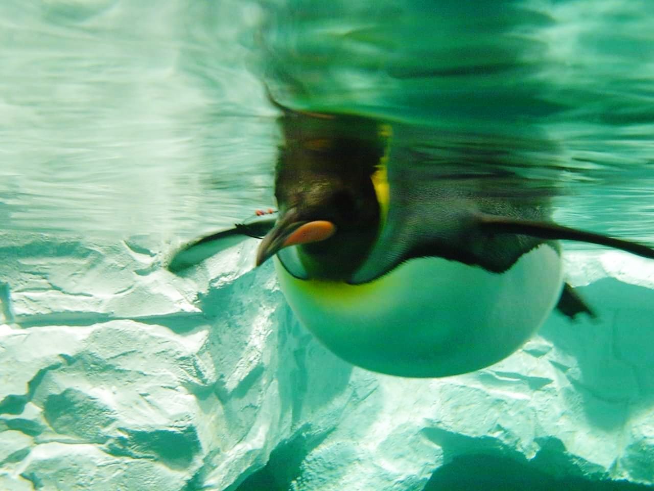 animal themes, animal, animals in the wild, animal wildlife, water, vertebrate, bird, one animal, swimming, lake, nature, day, no people, rippled, waterfront, close-up, underwater, outdoors, duck, beak, floating on water, swimming pool