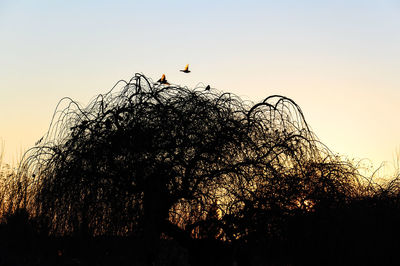 Low angle view of silhouette birds perching on tree against sky