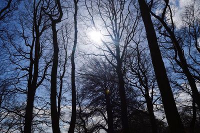 Low angle view of bare trees against sky