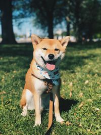 Portrait of a dog on field