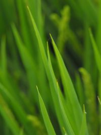 Close-up of fresh green grass