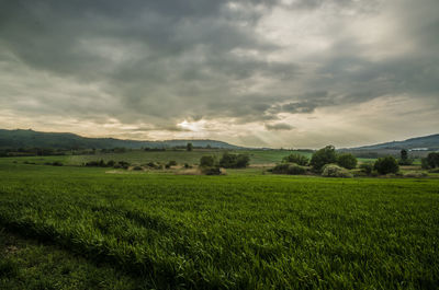Scenic view of agricultural field against sky