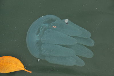 Close-up of fish swimming in water