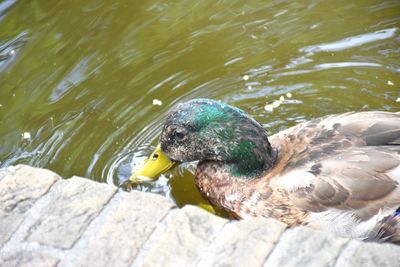 High angle view of mallard duck swimming in lake