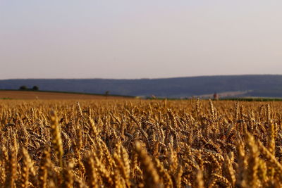 Scenic view of field against clear sky