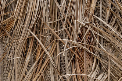 Full frame shot of dry plants on field