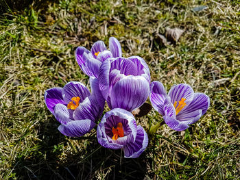 Close-up of purple crocus flowers on field