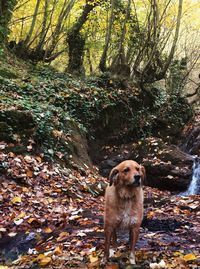 Dog looking away in forest