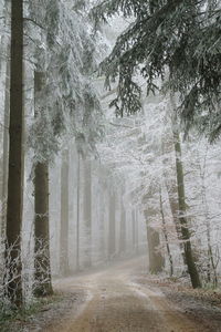 Trees in forest during winter