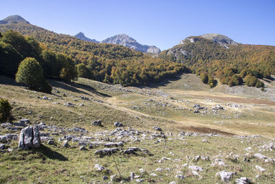 Scenic view of field against clear sky