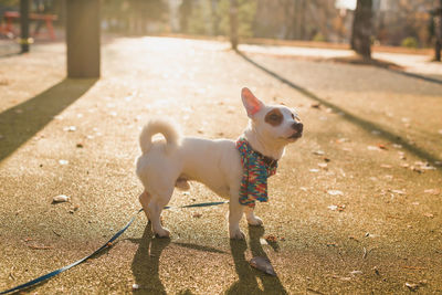 Portrait of dog standing on street