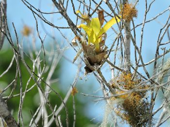 Close-up of leaves on twig