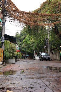 Street amidst trees and buildings during rainy season