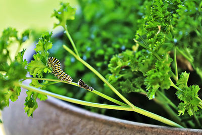 Close-up of insect on plant