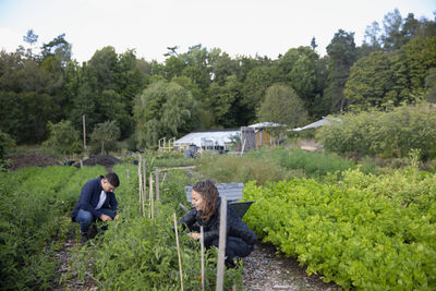 Man and woman on vegetable patch picking fruits