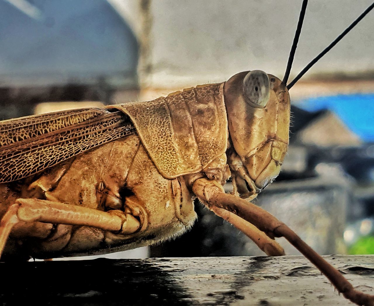 CLOSE-UP OF INSECT ON A ROCK