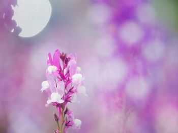 Close-up of pink flowering plant