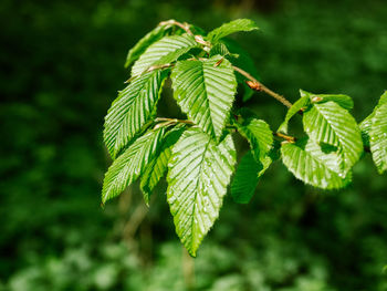 Close-up of green leaves