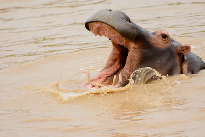 Elephant in water