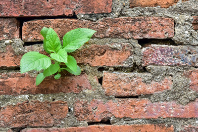 Close-up of brick wall