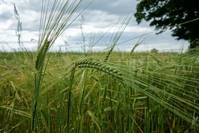 Crop on field against cloudy sky