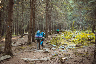 Rear view of backpackers walking in forest