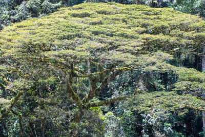 High angle view of trees in forest