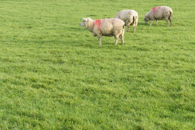 Sheep grazing on grassy field