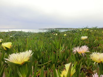 Close-up of flowers blooming by sea against sky